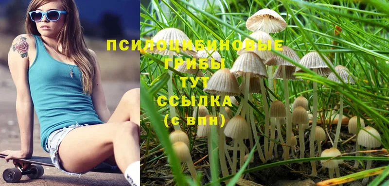 где продают наркотики  Остров  Псилоцибиновые грибы Magic Shrooms 